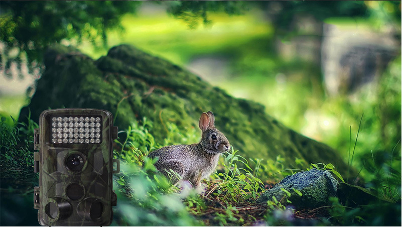 outdoor wildlife trail camera